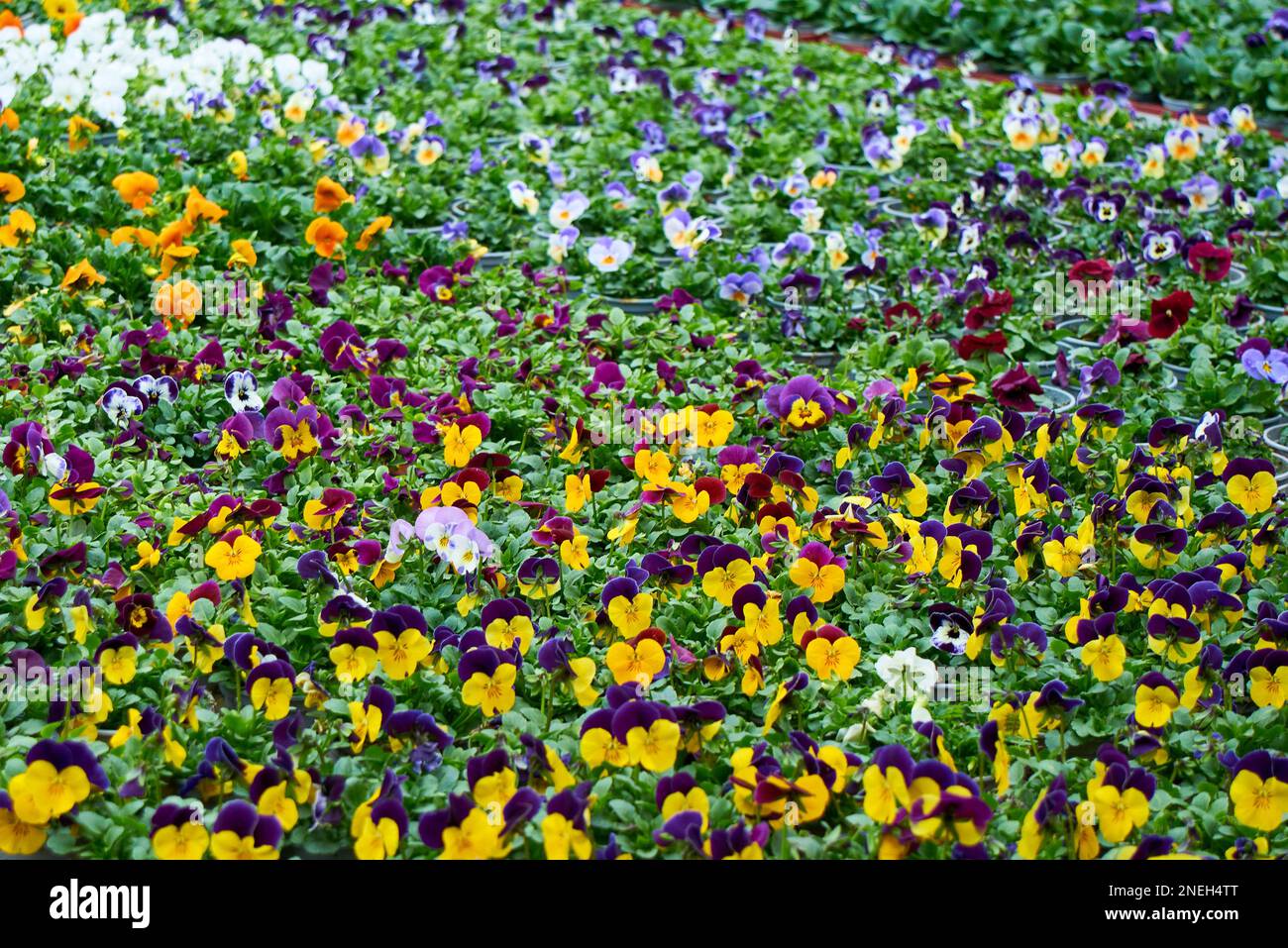 Fiori di Viola Cornuta. Horned Pansy o Horned Violet Foto Stock