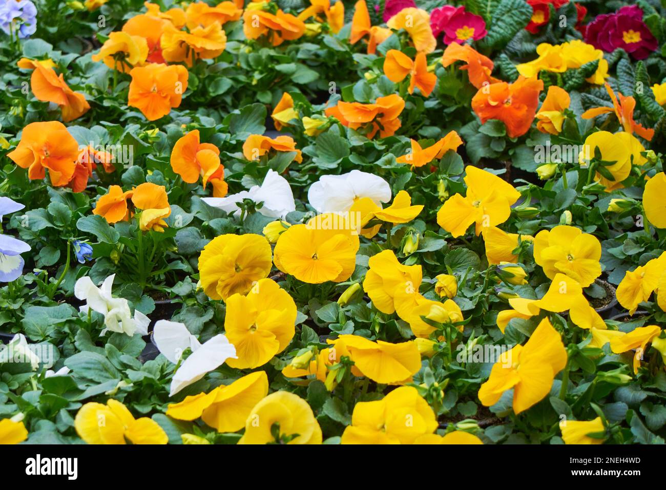 Fiori di Viola Cornuta. Horned Pansy o Horned Violet Foto Stock