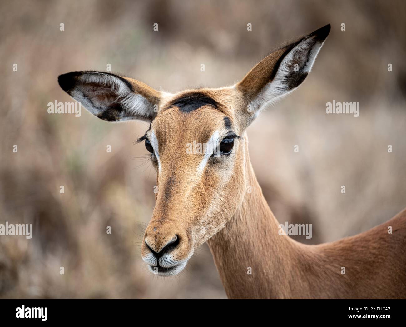 Ritratto di Impala femminile (Aepyceros Melampus), Parco Nazionale di Krueger, Sudafrica Foto Stock