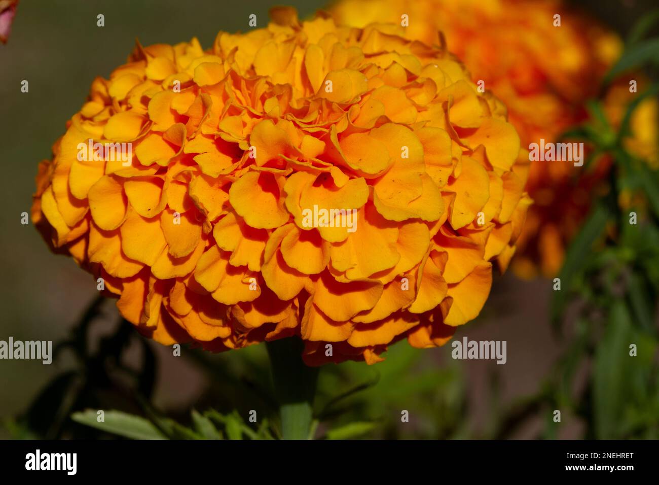 GIALLO ARANCIO FRANCESE MARIGOLD TAGETES PATULA MISTER FIORE MAESTOSO Foto Stock