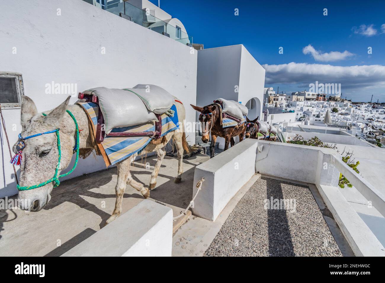 Asini che trasportano materiale da costruzione, Santorini Foto Stock