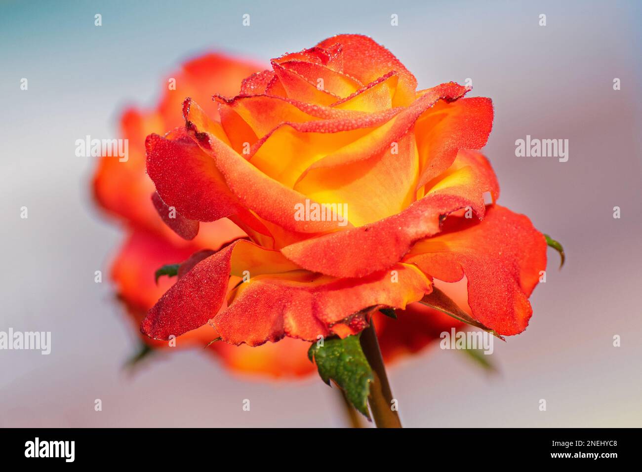 Gocce di rugiada sui petali di rosa arancio, fiore della pianta legnosa perenne fiorita del genere Rosa , Rosaceae. Immagine di fiori naturali mattutini invernali Foto Stock