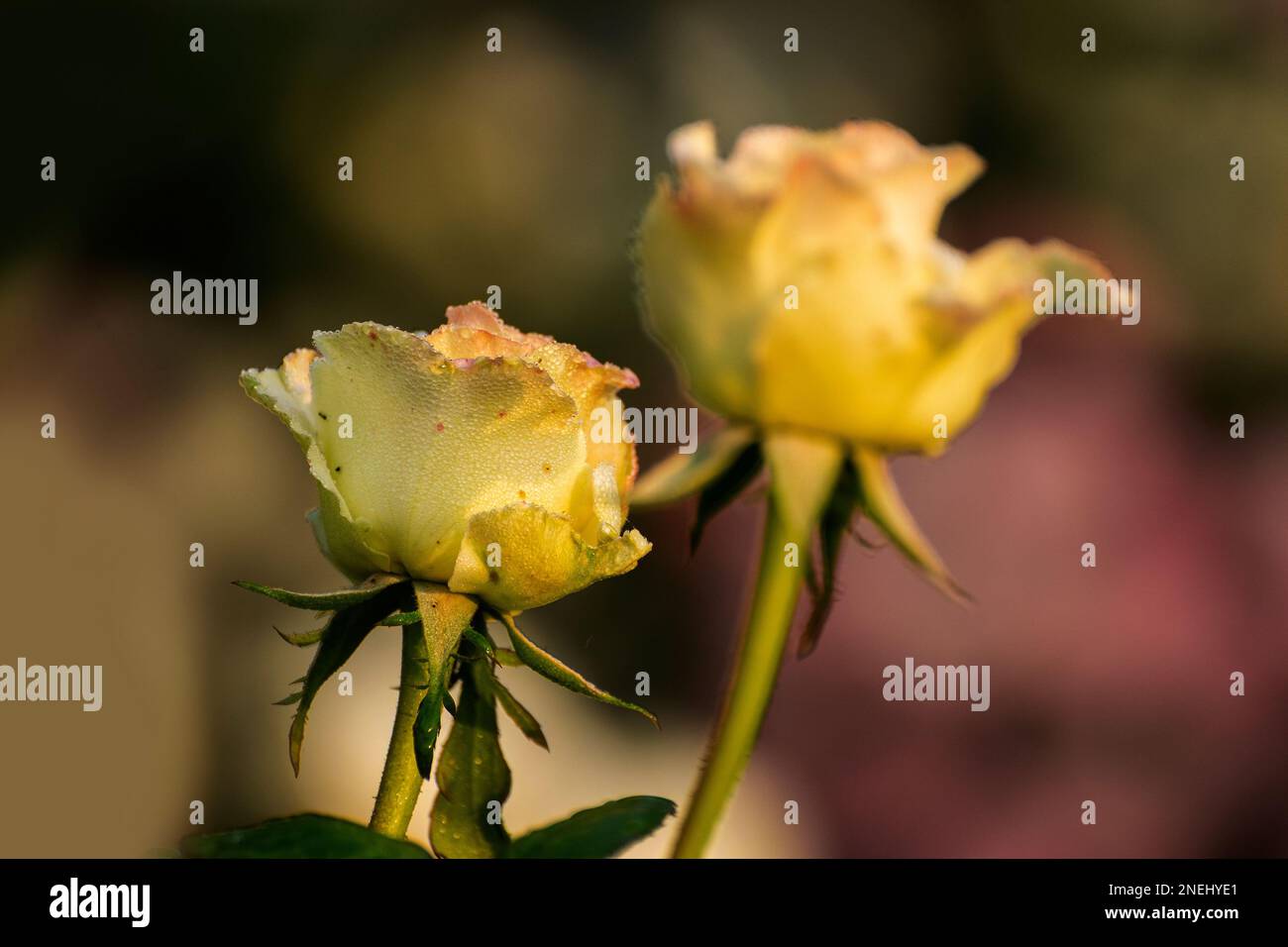 Gocce di rugiada sui petali gialli di rosa, fiore della pianta perenne boscosa del genere Rosa, Rosaceae. Inizio inverno mattina fiore natura Foto Stock