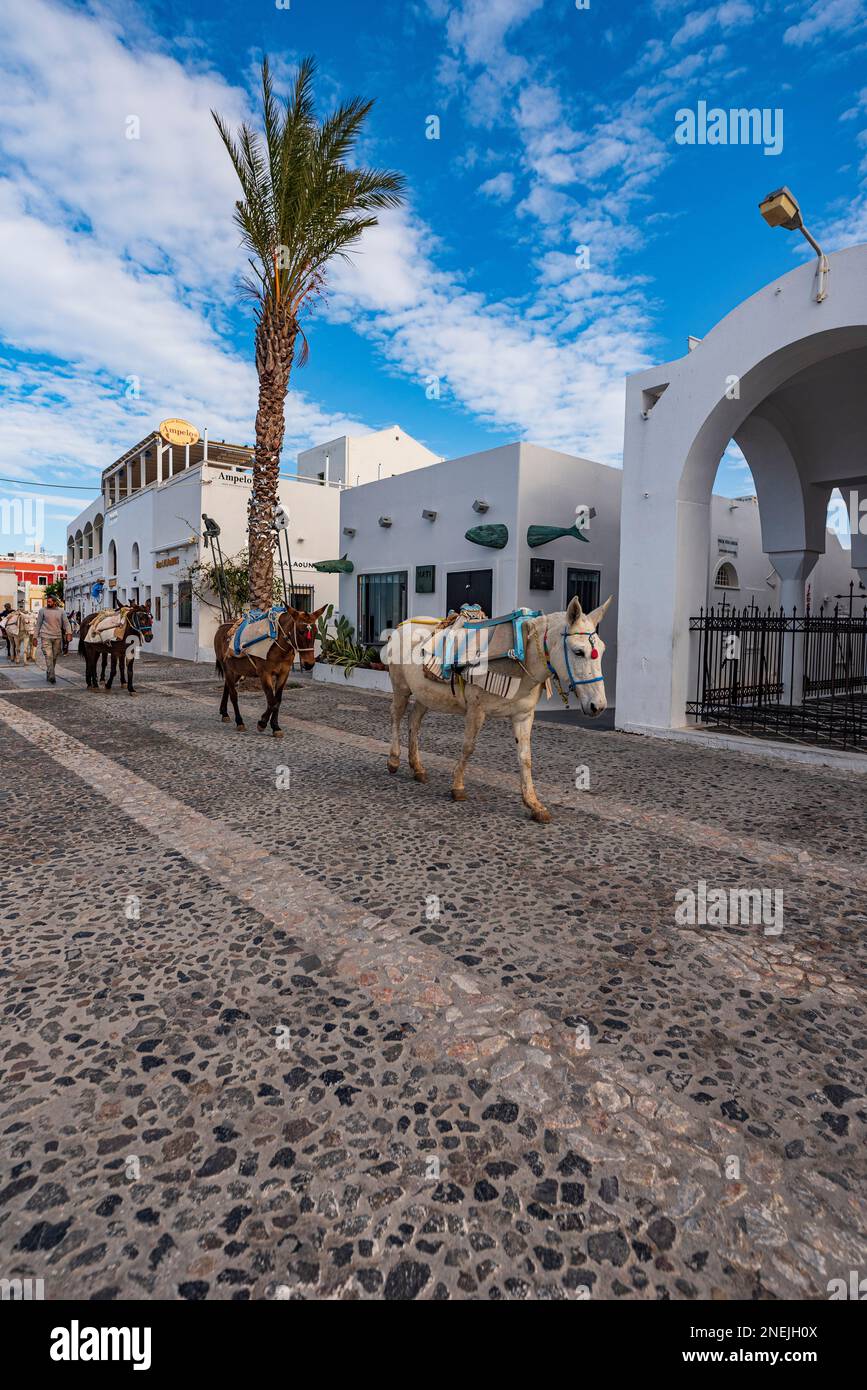 Asini che trasportano materiale da costruzione, Santorini Foto Stock