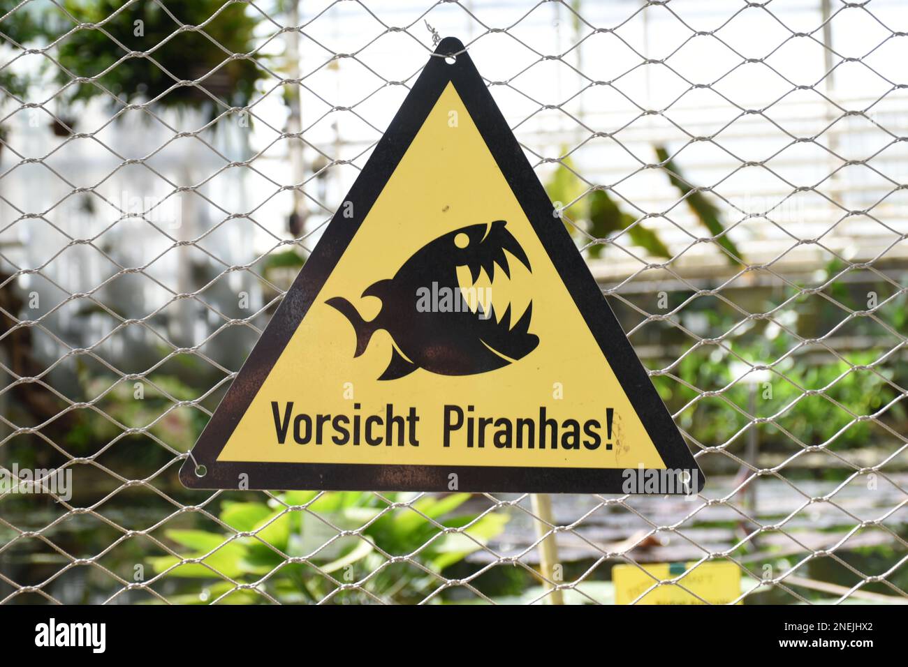 Un primo piano di un segno giallo triangolare scritto 'vorsicht piranhas' cautela piranhas Foto Stock