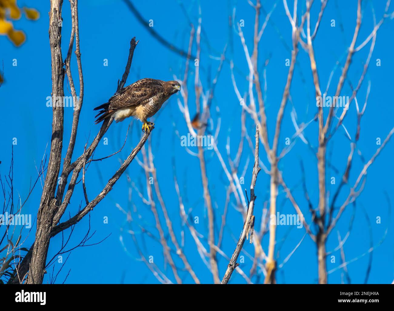 Questo bellissimo falco dalla coda rossa viene fotografato mentre guarda fuori sul suo regno forestale. Foto Stock