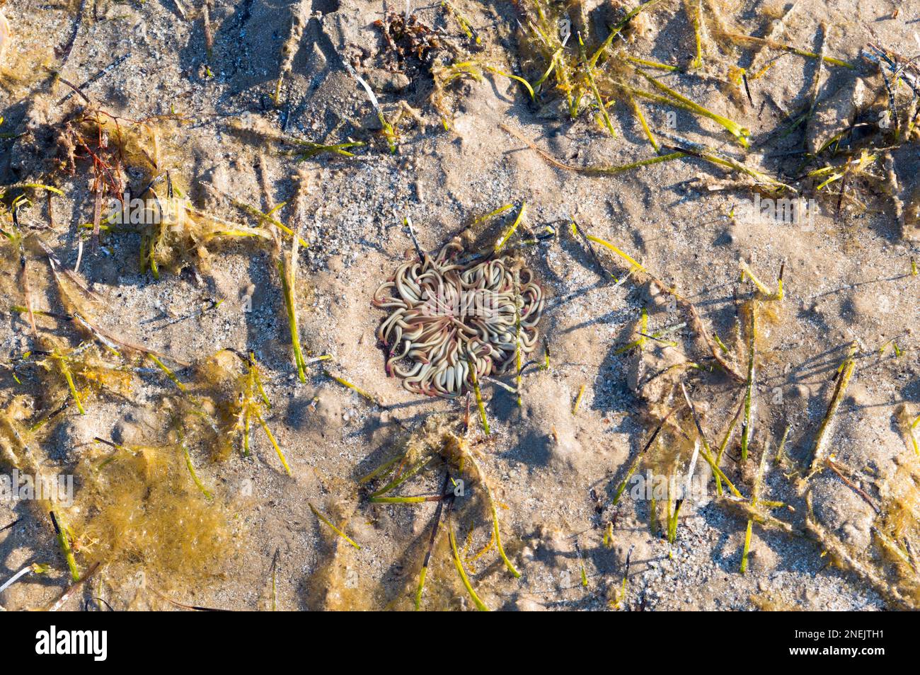 Gabottom sabbioso durante la bassa marea con anemone nakelocks nascosto, anemonia viridis e alghe Foto Stock