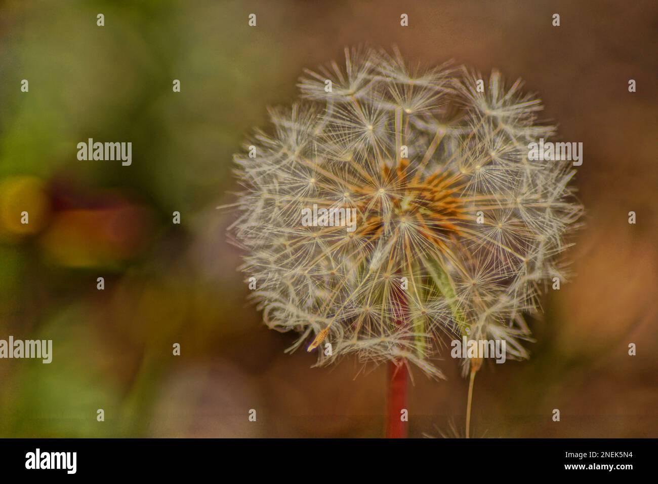 semi di dente di leone stand nel giardino Foto Stock