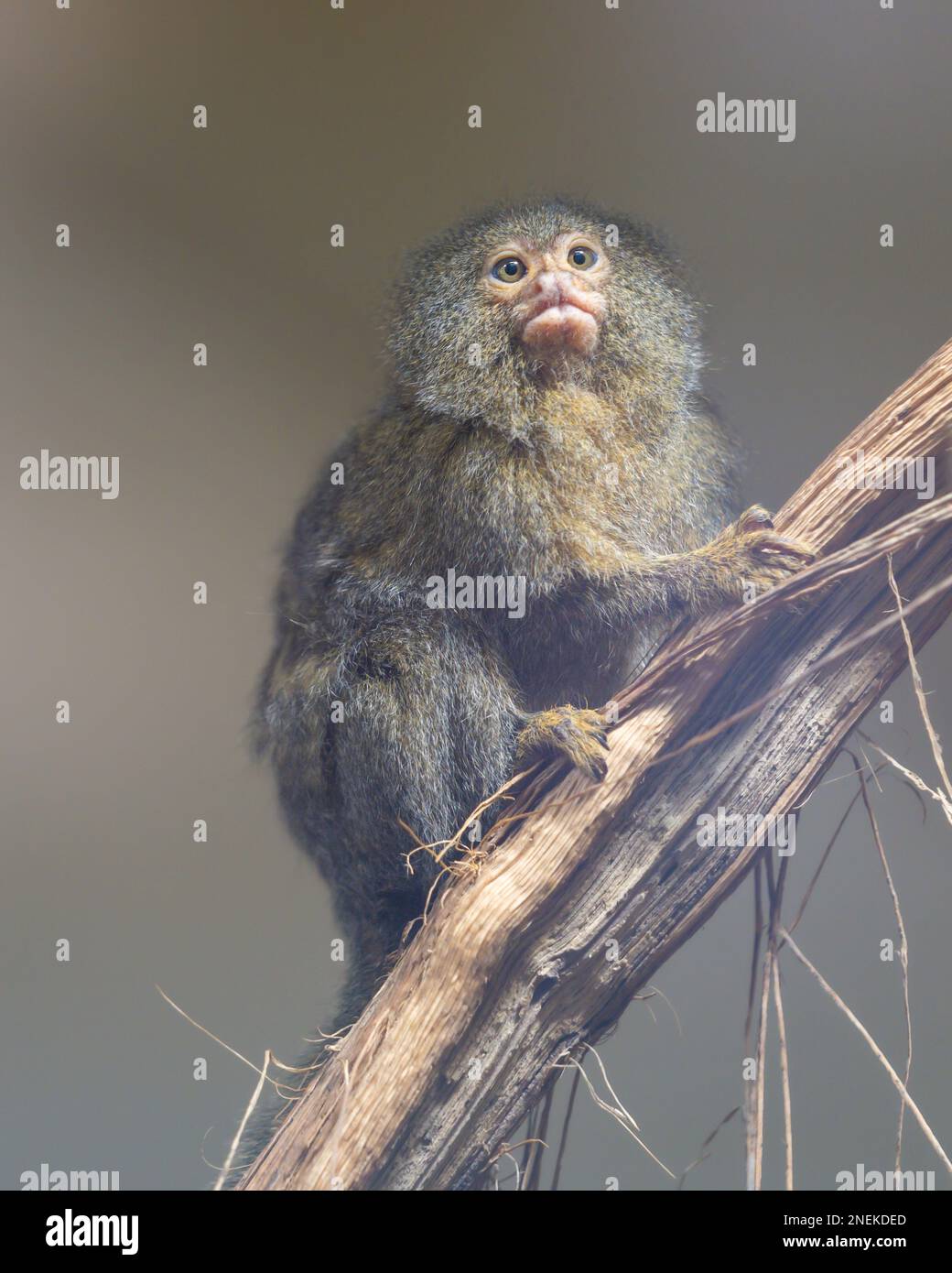 Pygmy Marmoset (Cebuella pygmaea), la scimmia più piccola del mondo. Sono noti come la scimmia tascabile, il leone piccolo e la scimmia nana. Foto Stock