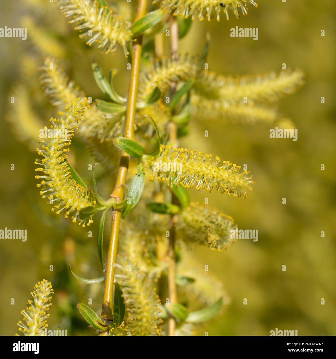 Fiori maschili del salice piangente, Salix babylonica Foto Stock