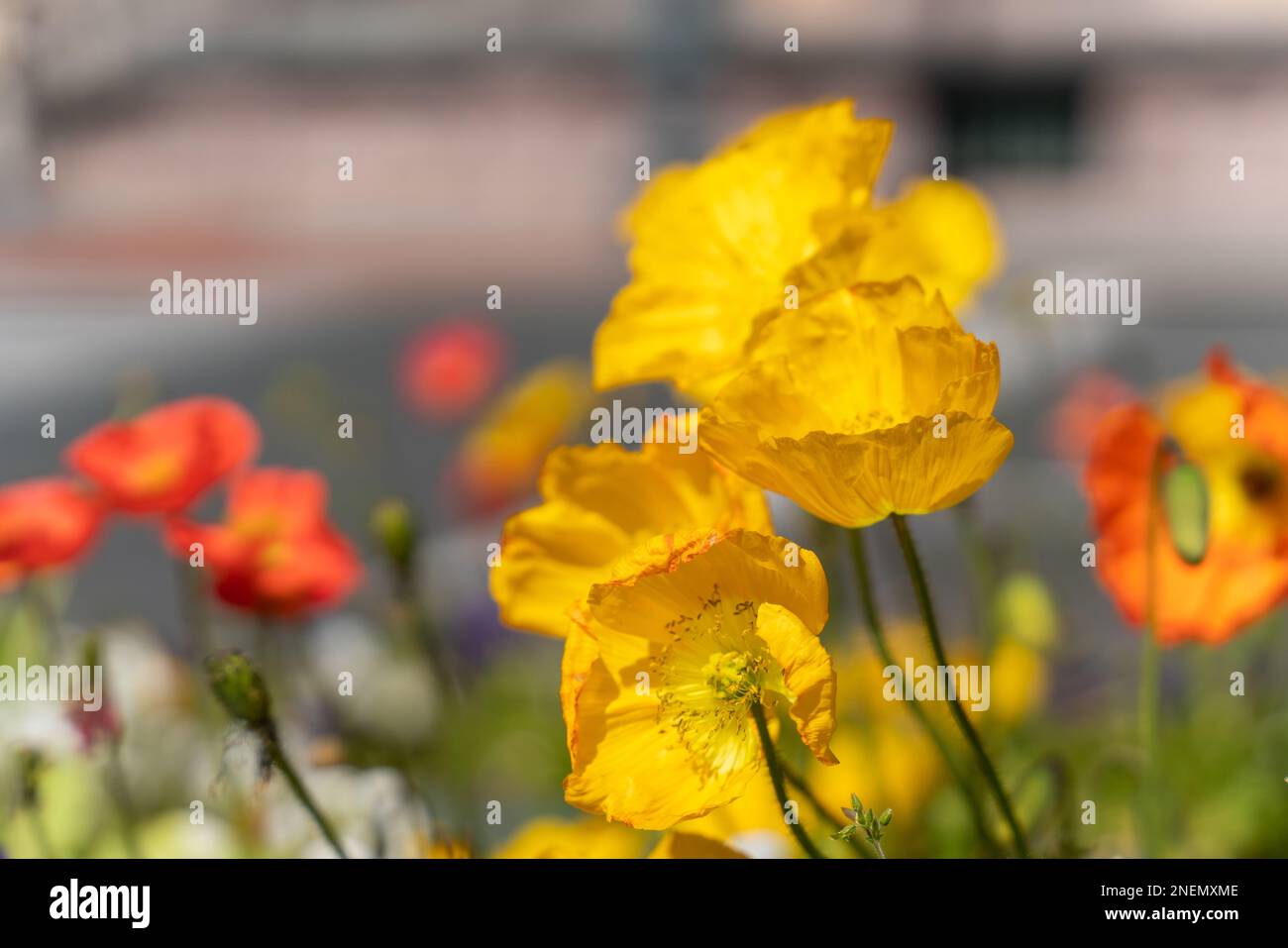 Coloratissimi fiori di papavero islandese. Nudicaule Papaver. I grandi fiori a forma di tazza hanno una trama come carta crespata. Foto Stock