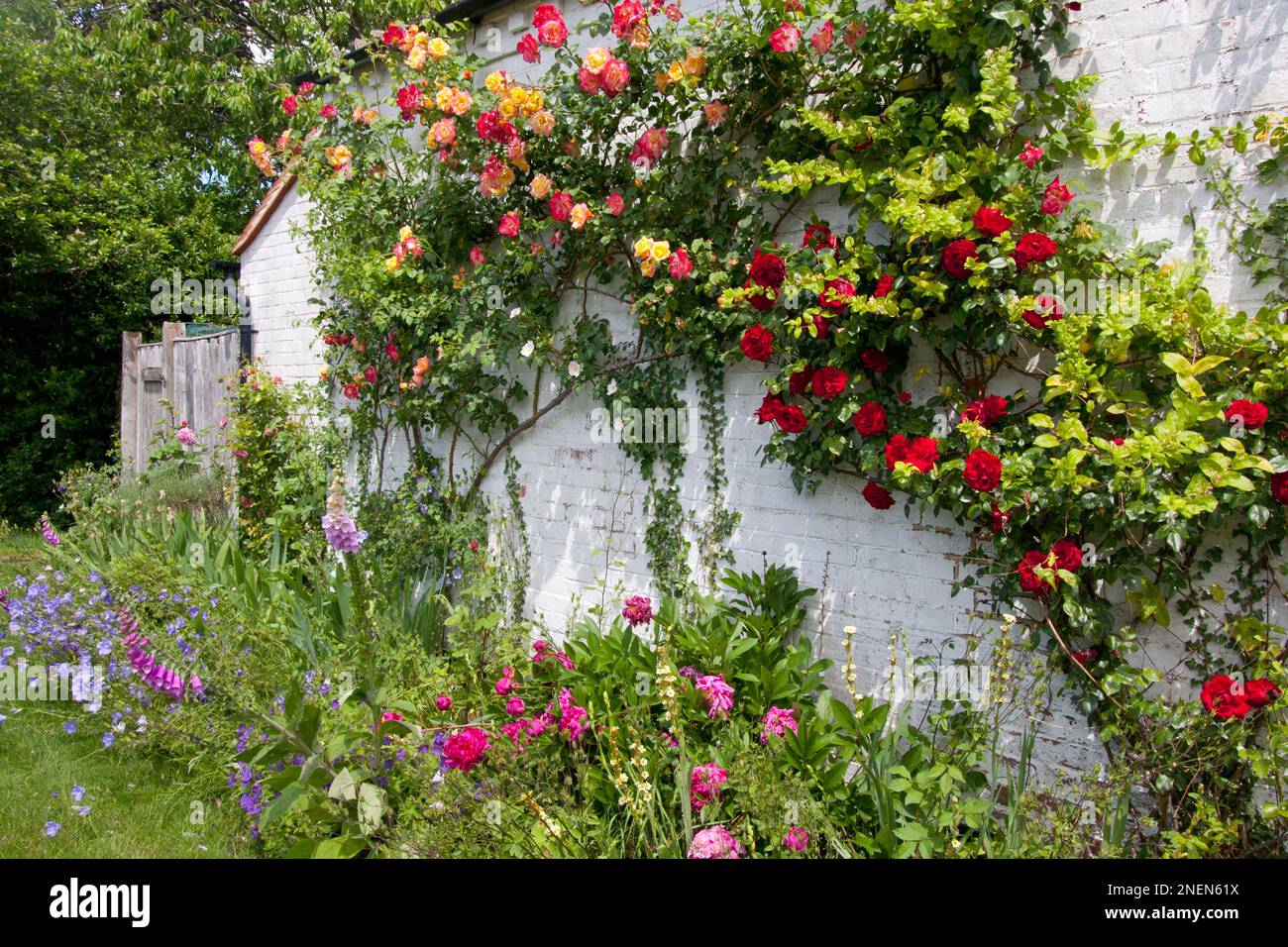 giardino cottage inglese e parete Foto Stock