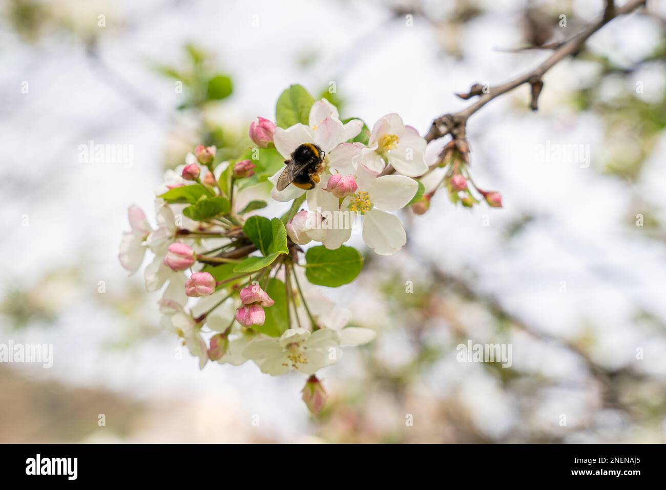 Bumblebee a fiore bianco di mela. Primavera a Bilbao. Foto Stock