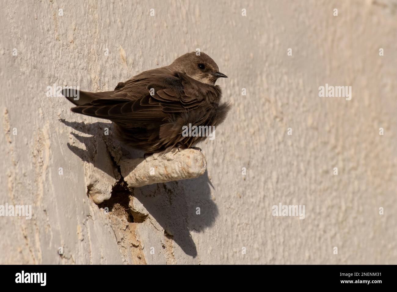 Crag Martin eurasiatica (Ptyonoprogne rupestris) arroccato su un edificio in Algarve, Portogallo. Foto Stock