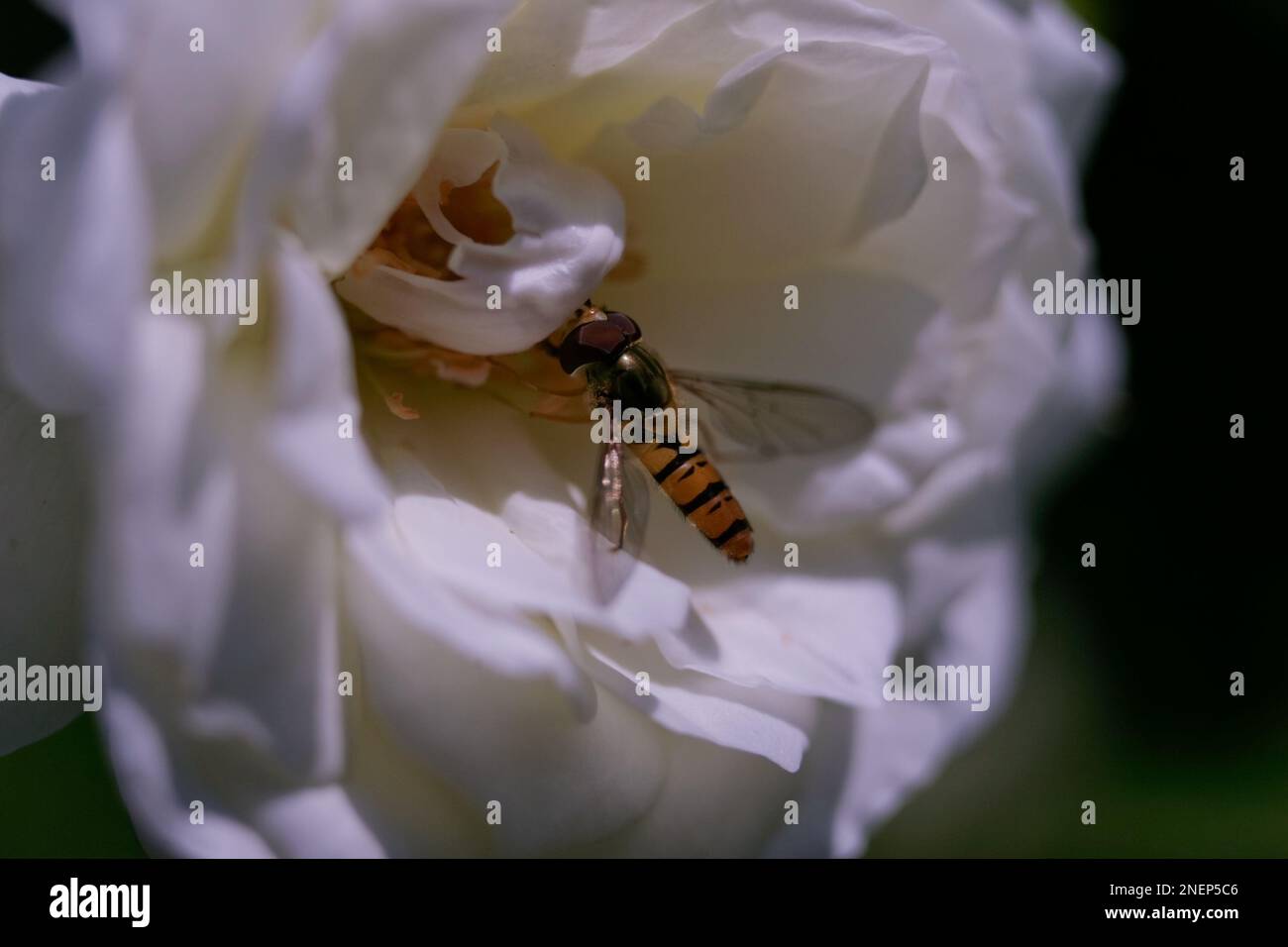 Europa, Germania, Stoccarda. Insetto su rosa bianca. Foto Stock
