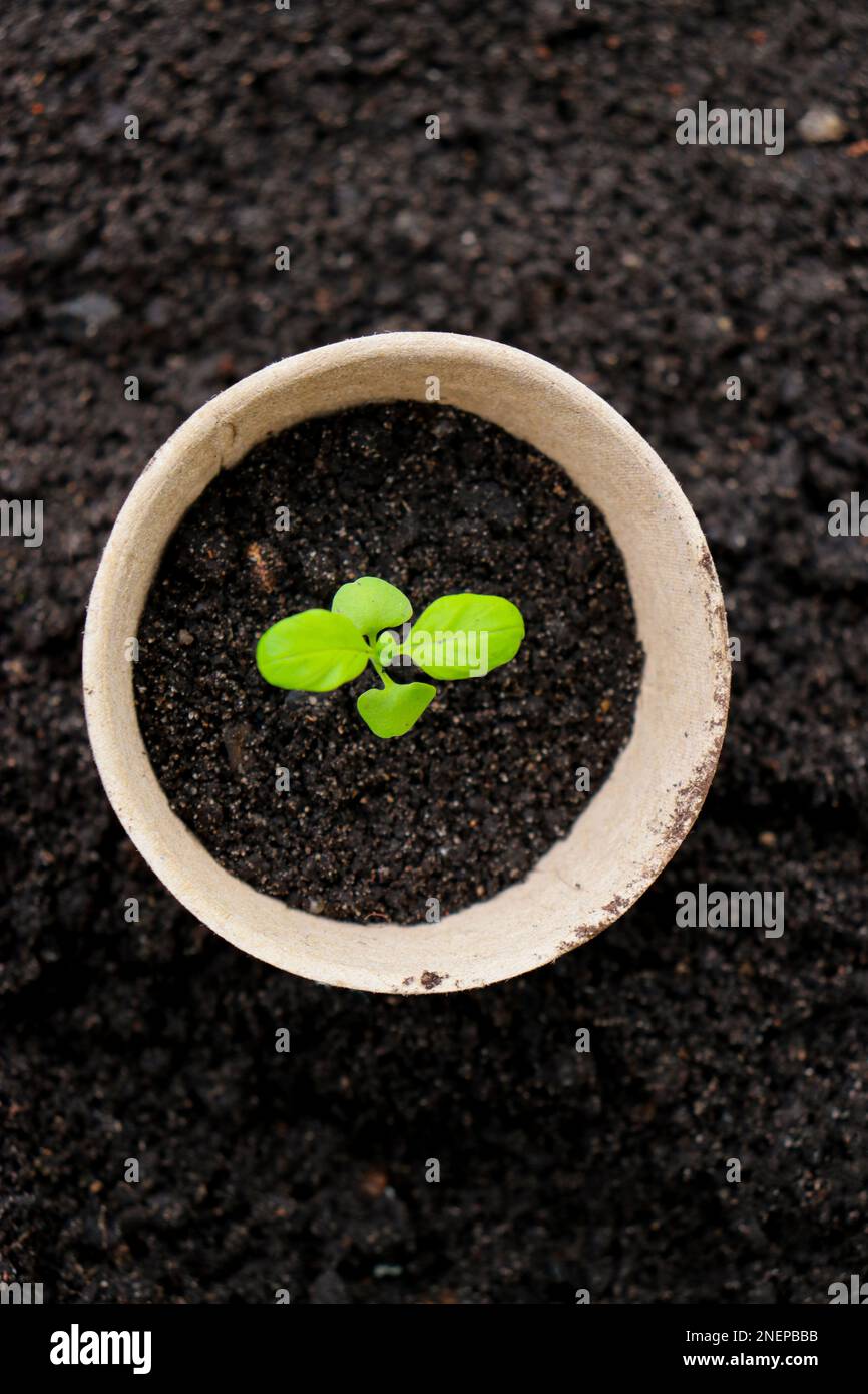 Pentole di torba con germogli piccoli su sfondo di suolo. Zero rifiuti e concetto di eco-assistenza. Foto Stock