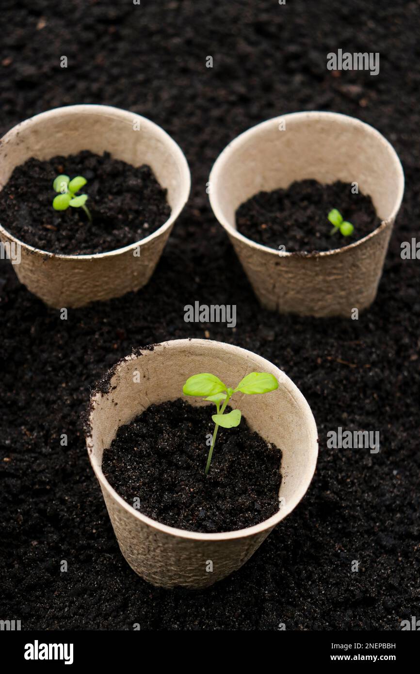 Pentole di torba con germogli piccoli su sfondo di suolo. Zero rifiuti e concetto di eco-assistenza. Foto Stock