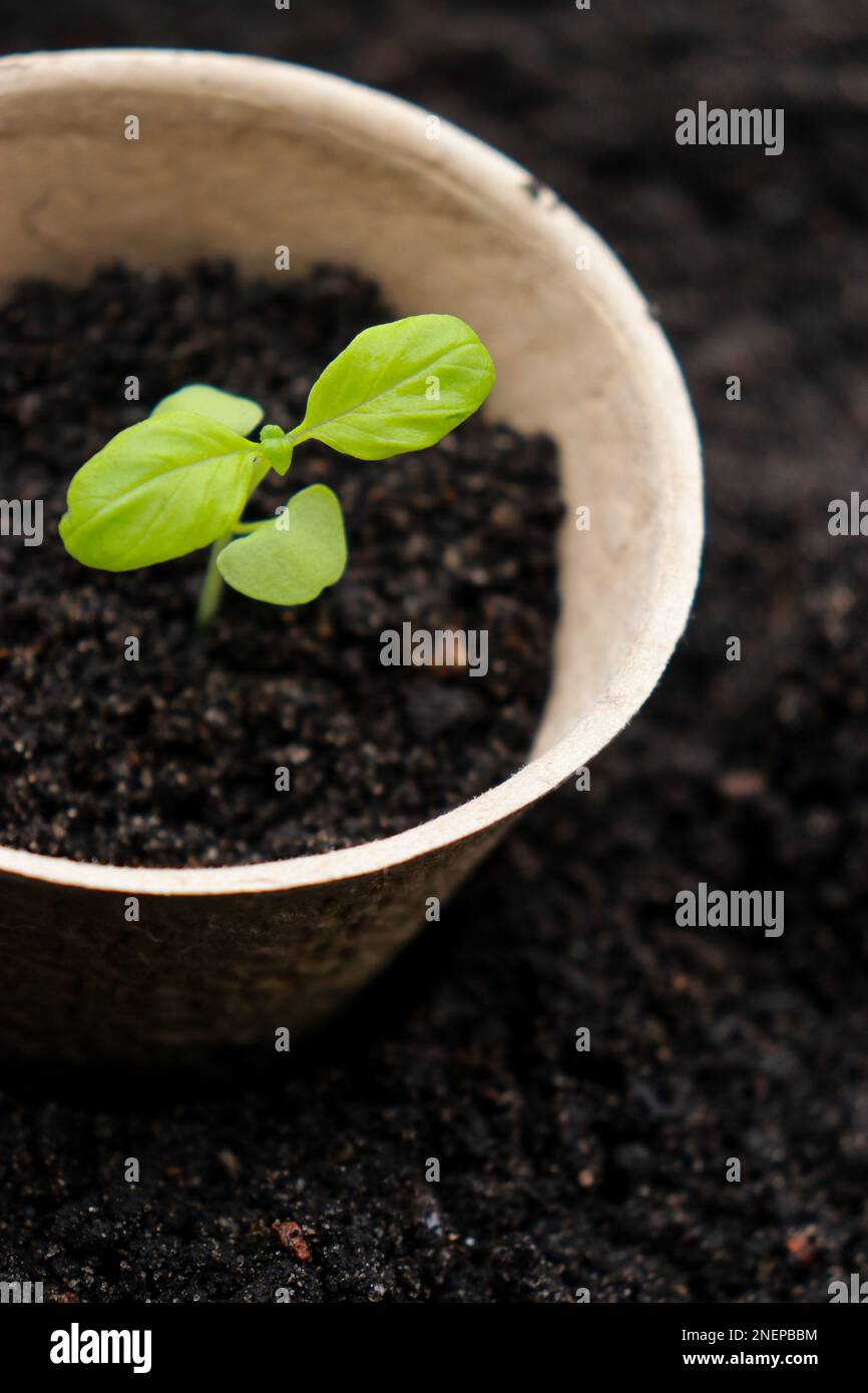 Pentole di torba con germogli piccoli su sfondo di suolo. Zero rifiuti e concetto di eco-assistenza. Foto Stock