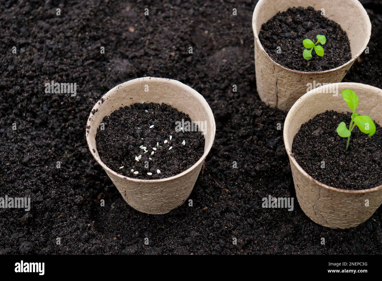 Pentole di torba con germogli piccoli su sfondo di suolo. Zero rifiuti e concetto di eco-assistenza. Foto Stock