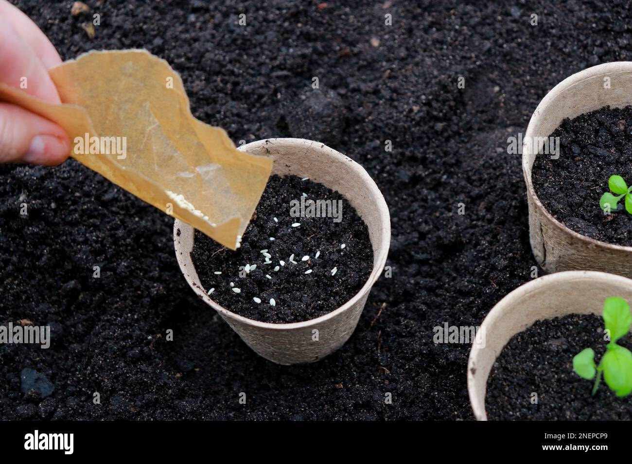 Pentole di torba con semi piccoli e germogli su sfondo di suolo. Zero rifiuti e concetto di eco-assistenza. Foto Stock