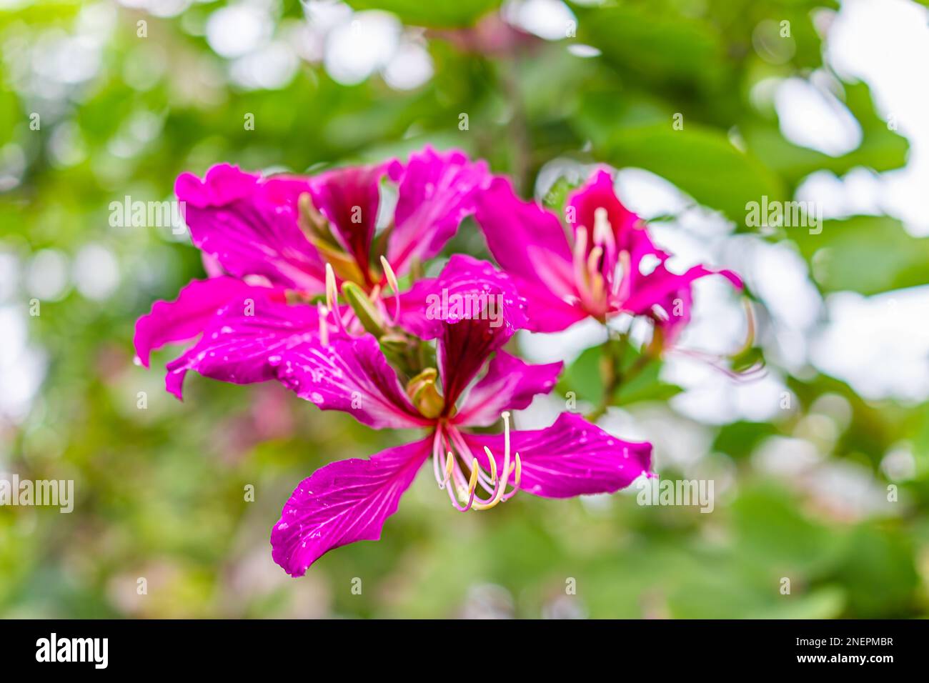 Fiori di albero di orchidea di Hong Kong come Bauhinia blakeana ibrido vibrante pianta viola rosa vivace con foglie verdi fondo bokeh fioritura in sud Foto Stock