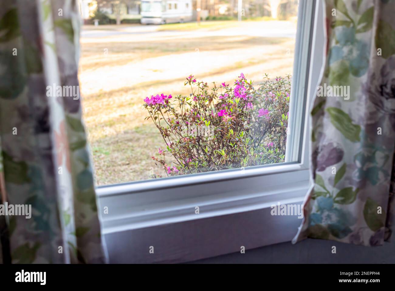 Casa singola interno con vista da piccola finestra accogliente di fiori rosa azalea rododendro in South Carolina primavera al tramonto Foto Stock