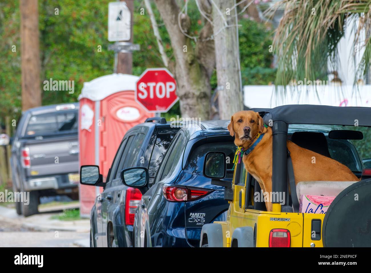 NEW ORLEANS, LA, USA - 15 FEBBRAIO 2023: Golden Retriever attende il suo proprietario sul retro di un veicolo parcheggiato nel quartiere Uptown Foto Stock
