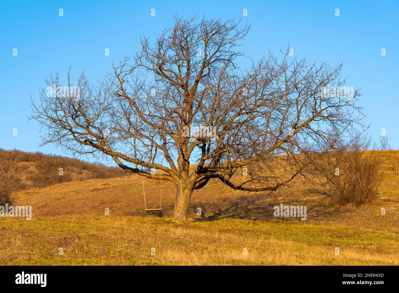 Albero senza foglie con altalena in cima a una collina Foto Stock