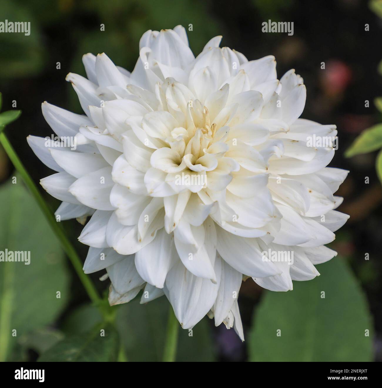 La testa di fiore bianco di una pianta di Dahlia "White Ballet", Inghilterra, Regno Unito Foto Stock