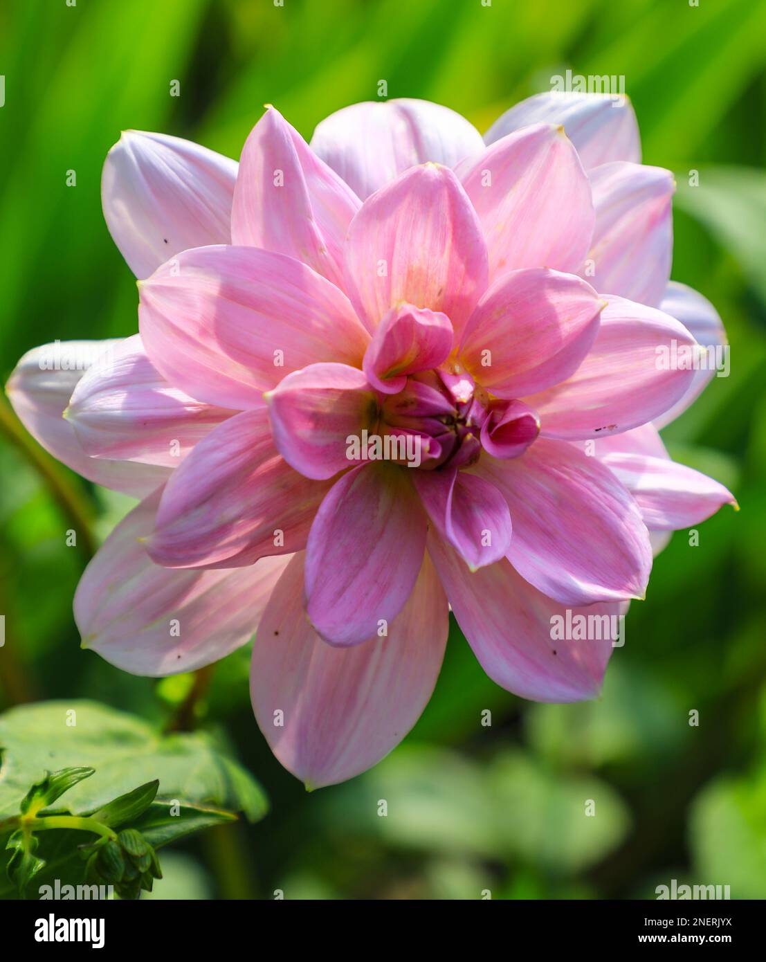 Dahlia 'Perla di Heemstede' è un'elegante Dahlia Waterlily con fiori rosa argenteo a raggi larghi, Inghilterra, Regno Unito Foto Stock