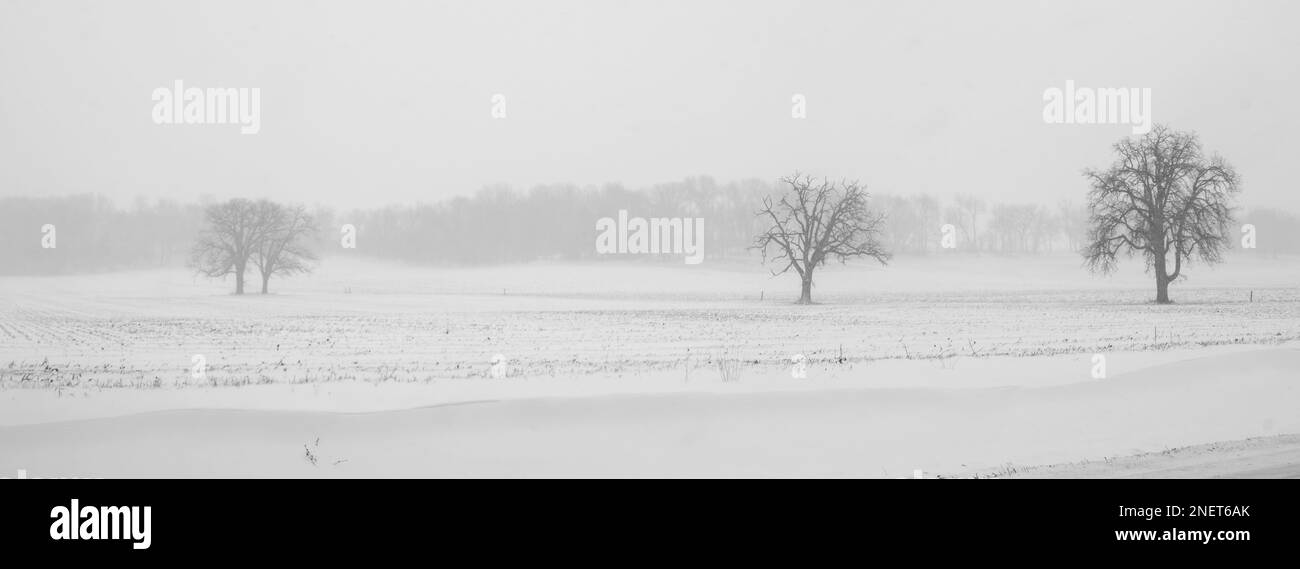 Fotografia di alberi e di un campo agricolo durante una tempesta di neve. Madison, Wisconsin, Stati Uniti. Foto Stock