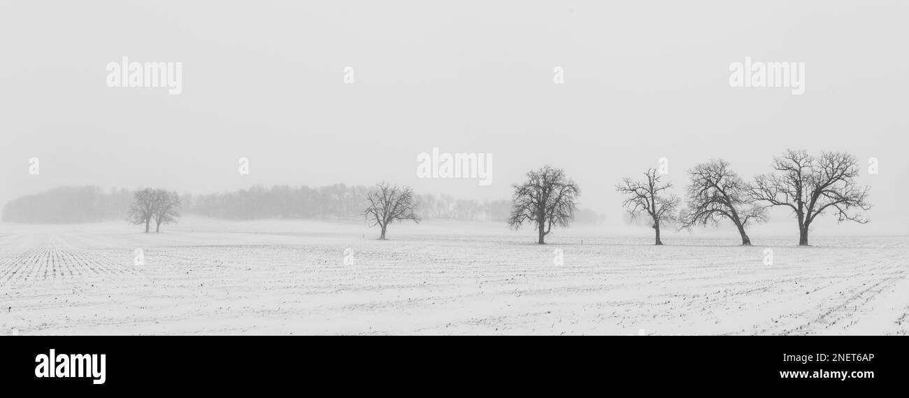 Fotografia di alberi e di un campo agricolo durante una tempesta di neve. Madison, Wisconsin, Stati Uniti. Foto Stock