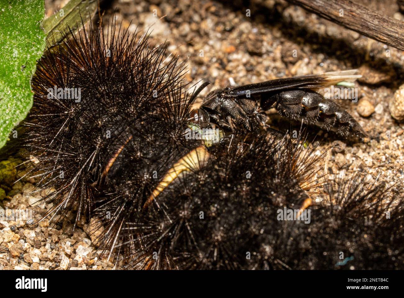 Primo piano della vespa da caccia che mangia un bruco Foto Stock