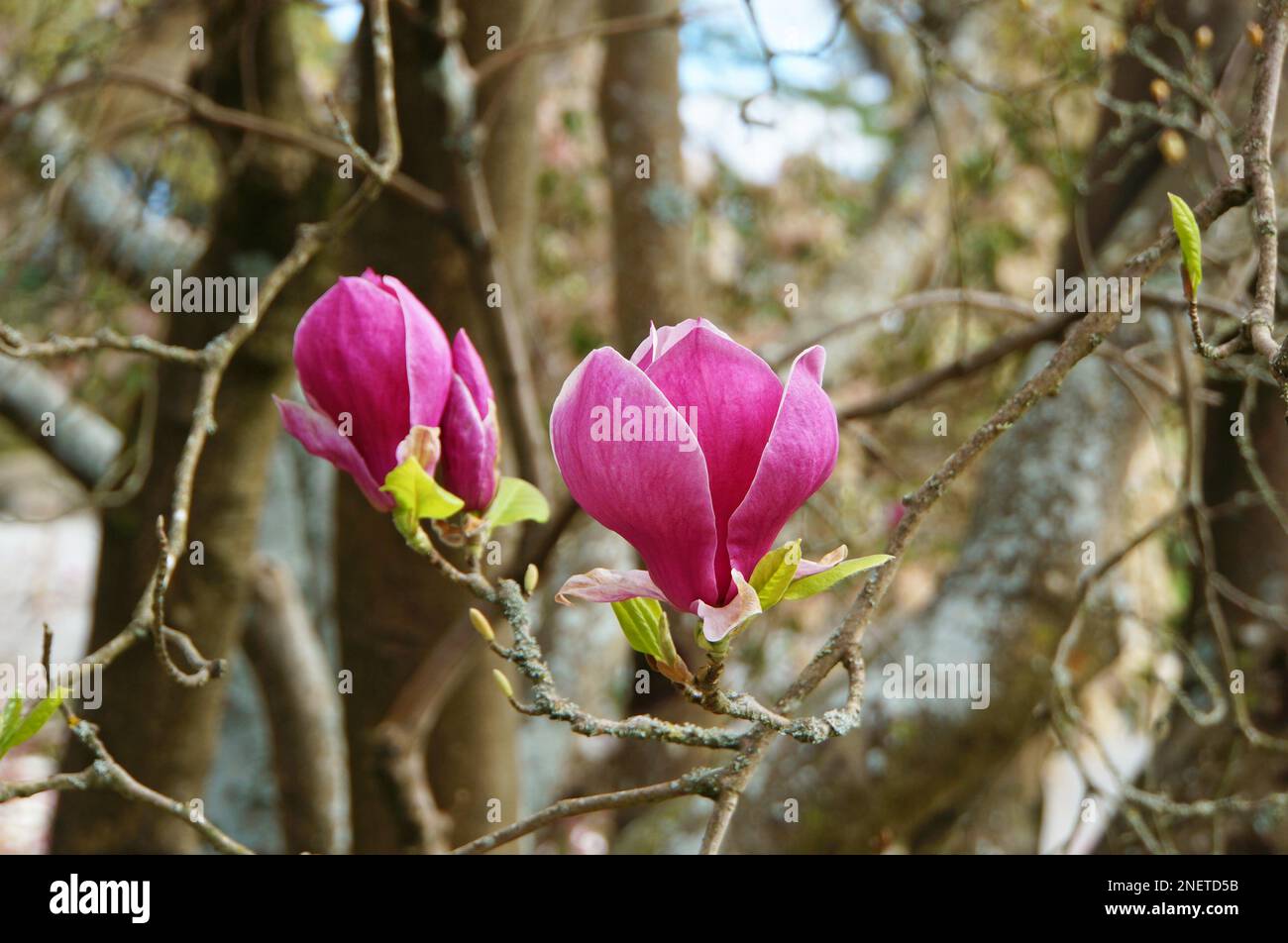 Fioritura Pink Magnolia alberi Christchurch, Nuova Zelanda Foto Stock