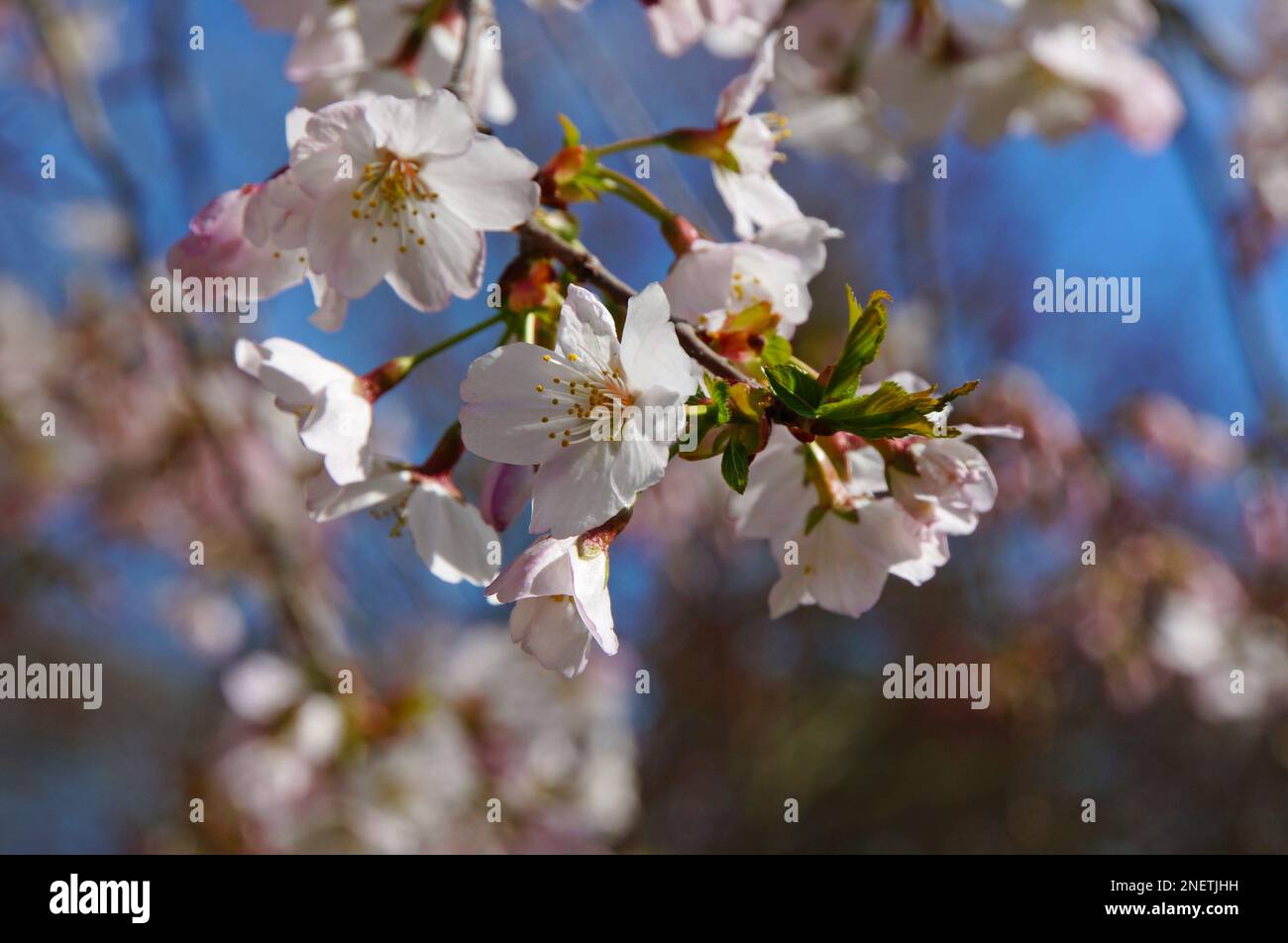 Giardini botanici nella stagione primaverile, primo piano della fioritura dei ciliegi, Christchurch, Nuova Zelanda Foto Stock