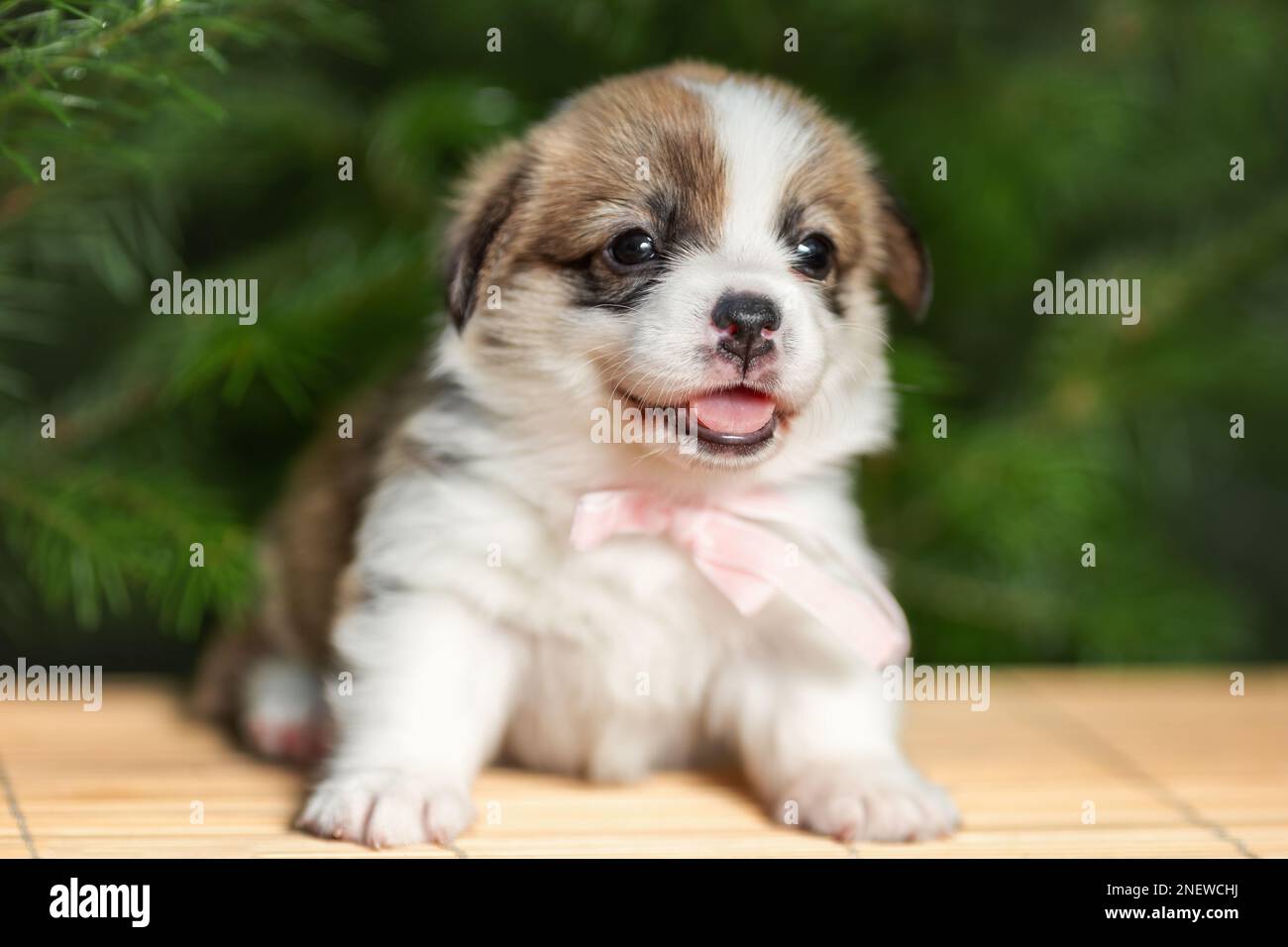 Cucciolo femminile sorridente carino di razza gallese pembroke corgi cane alla natura. Messa a fuoco selettiva Foto Stock