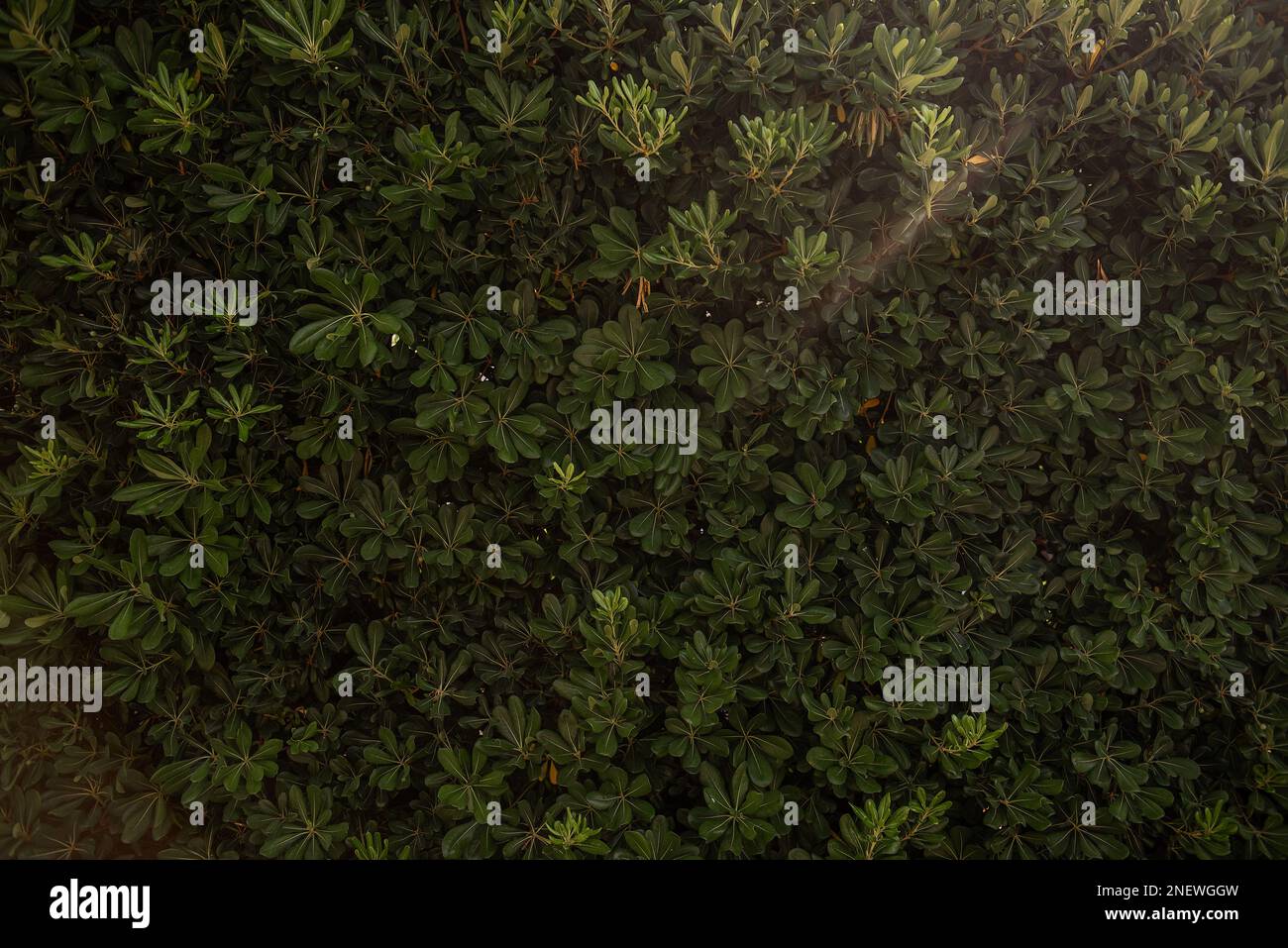 Sfondo Evergreen da Phillyrea latifolia. Recinzione di pianta, recinzione di giardino vicino alla casa. Stile per naturalezza, freschezza. Conosciuto come Jasmine Box, Green Foto Stock