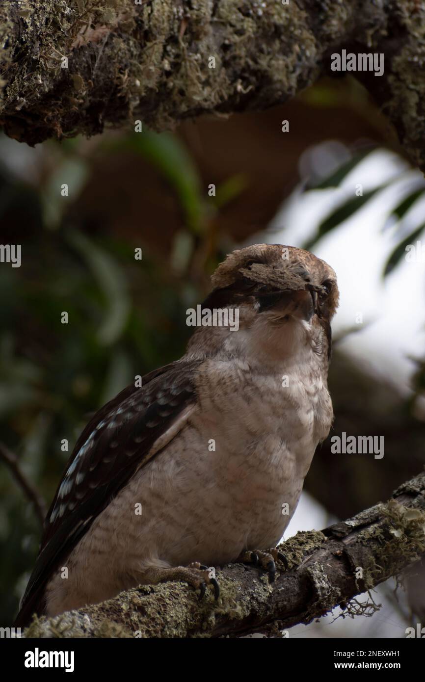 ridere kookaburra il miglior uccello da fotografare Foto Stock