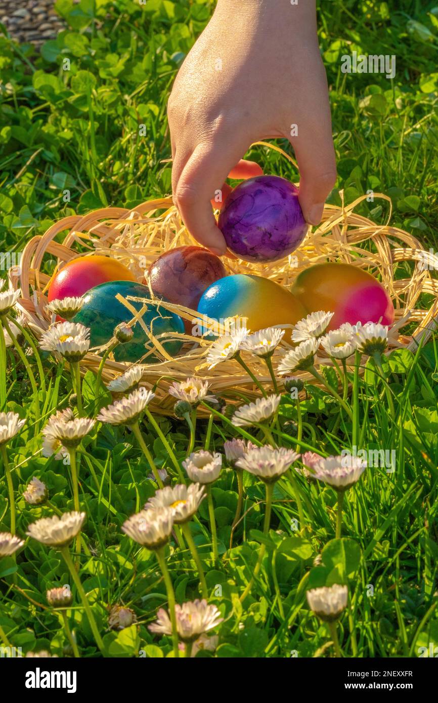 Caccia all'uovo di Pasqua. Raccolta di uova colorate da parte dei bambini in un prato con margherite. Bambino raccogliere le uova dipinte nel giardino primaverile. Religiosi primaverili Foto Stock