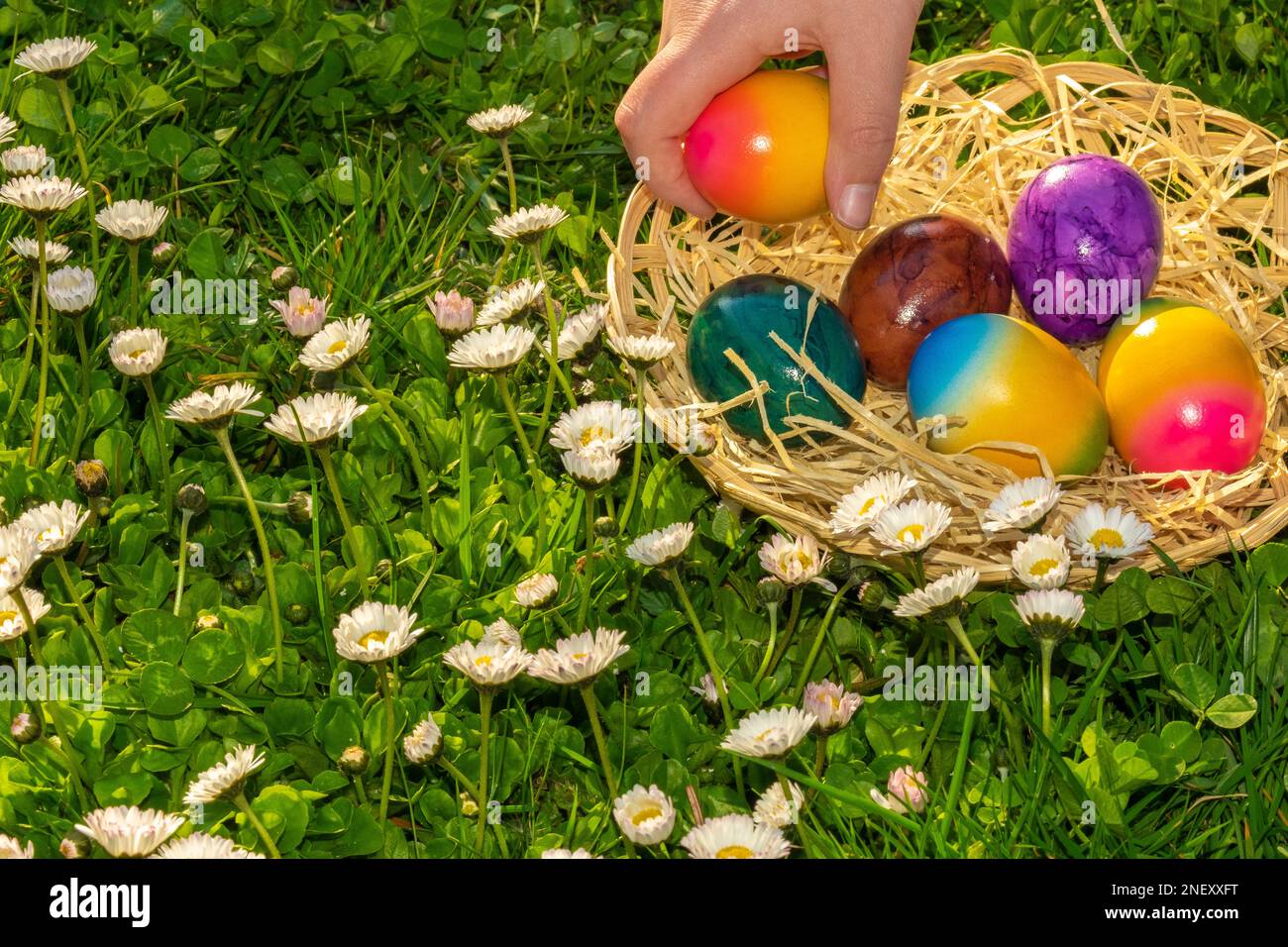 Caccia all'uovo di Pasqua.Collezione di uova colorate da parte dei bambini in un prato con margherite.Pasqua vacanza Tradition.Child raccogliere uova dipinte .Primavera religiosa Foto Stock