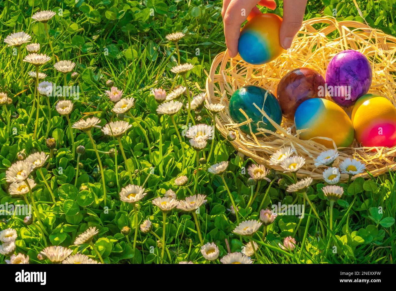 Caccia all'uovo di Pasqua. Raccolta di uova da parte di children.Childs mano mette le uova colorate in un cestino di vimini in un prato di primavera con margherite. Foto Stock