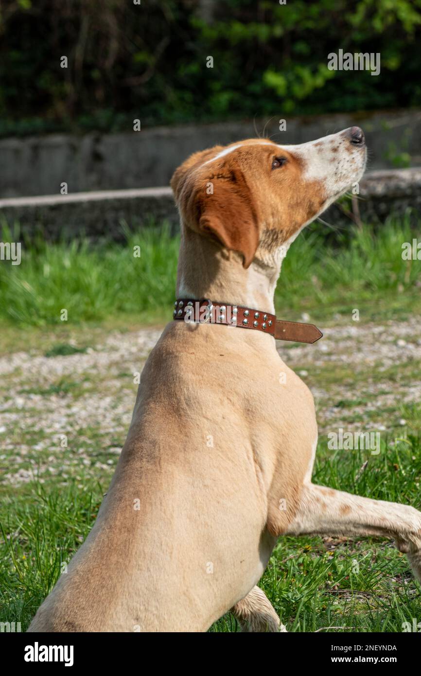 Cane da caccia in attesa del comando del proprietario nella giornata di sole Foto Stock