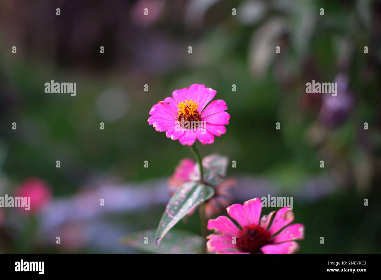 Fiori di Zinnia rosa nel cortile, nel villaggio di Belo Laut nel pomeriggio Foto Stock