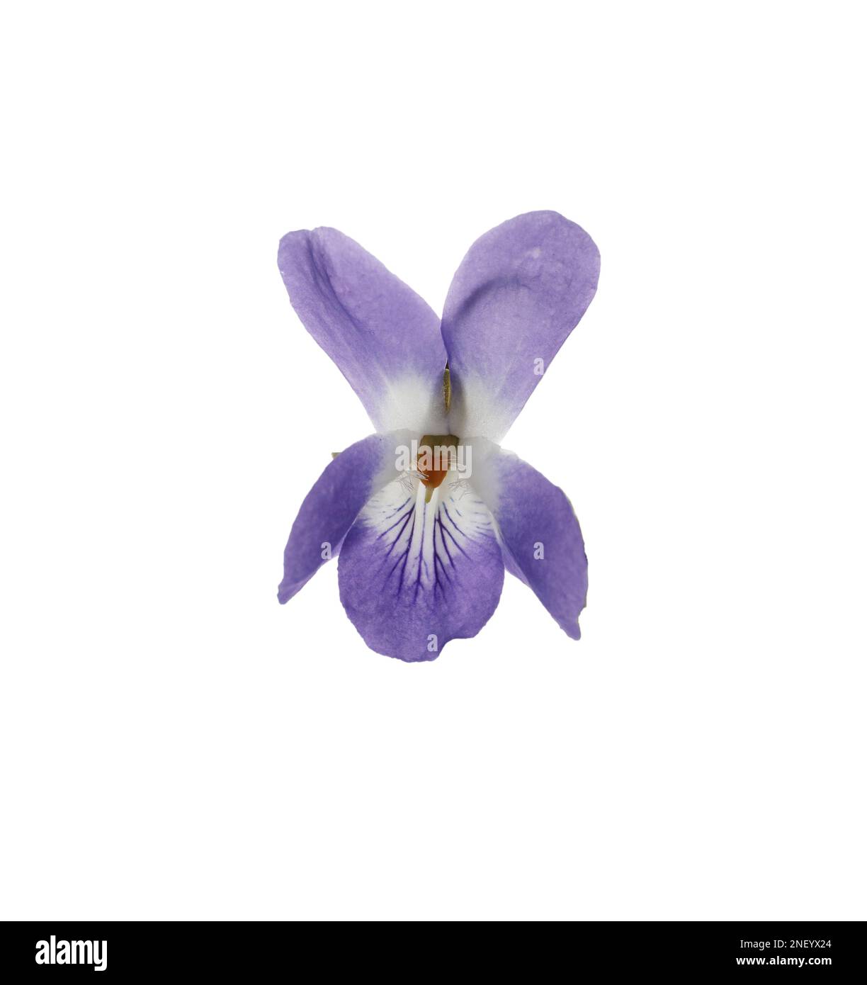 Bel legno viola su sfondo bianco. Fiore di primavera Foto Stock