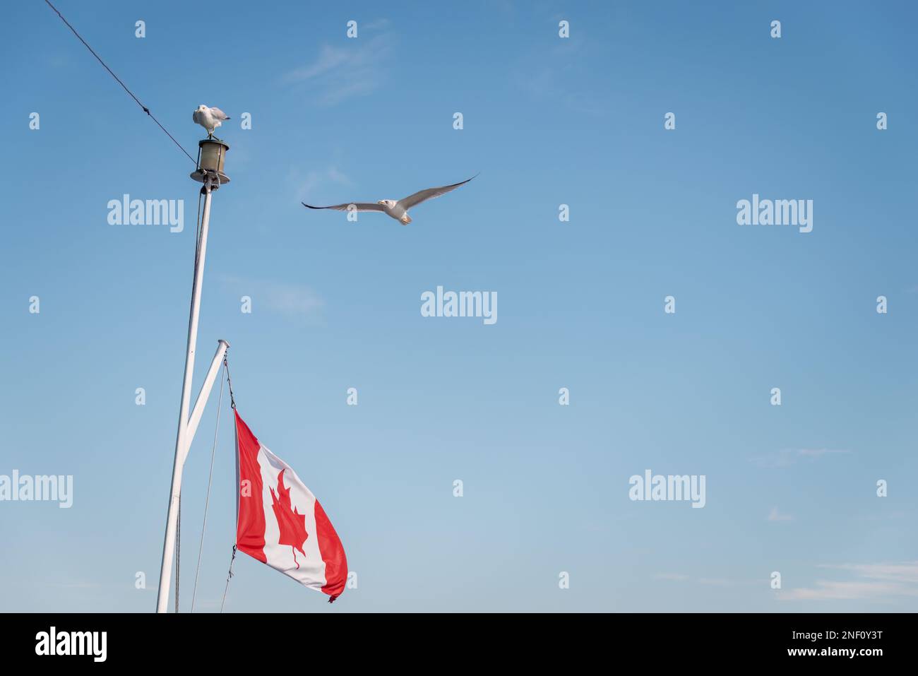 Bandiera canadese che vola sul flagpole. Uccelli che volano contro un cielo azzurro soleggiato. Crociera in barca sulle Thousand Islands. Canada. Foto Stock