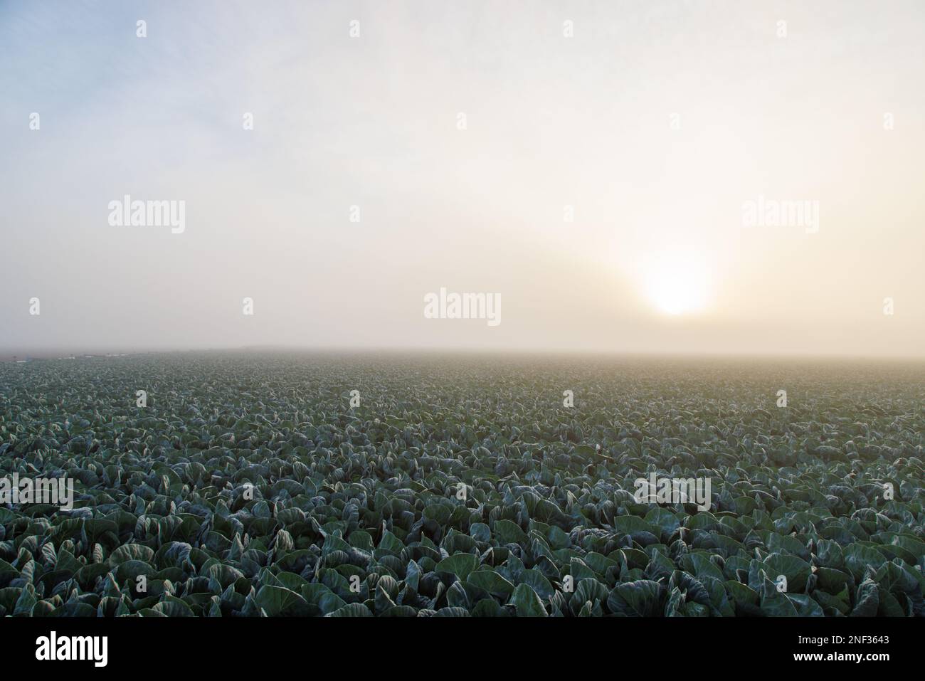 Alba sulla lattuga nella nebbia Foto Stock