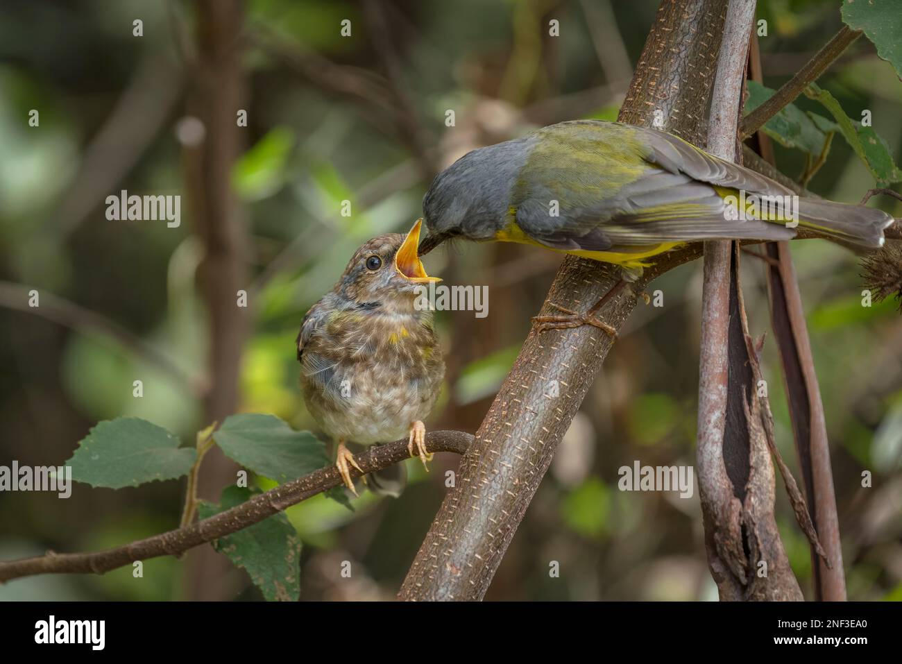 Un'inquadratura poco profonda di un robin giallo orientale che alimenta il suo pulcino con sfondo sfocato Foto Stock Un'inquadratura poco profonda di un robin giallo orientale che alimenta il suo pulcino con sfondo sfocato Foto Stock