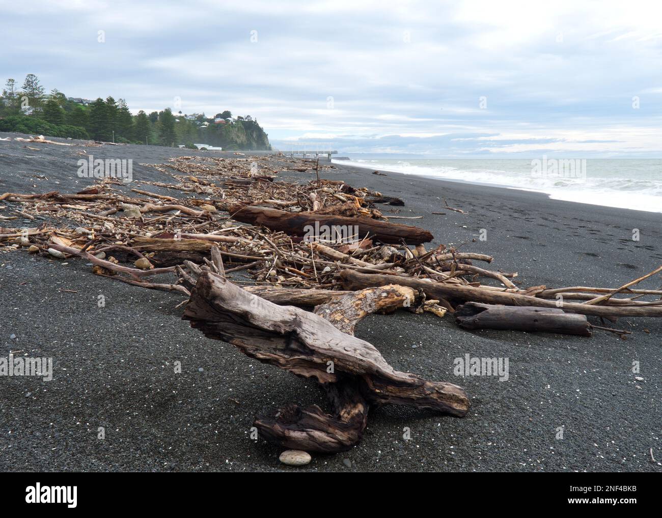 Driftwood su Napier Beach, Hawkes Bay, Nuova Zelanda. Foto Stock