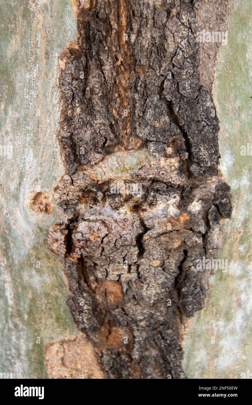 La forma di un volto umano nella corteccia di un albero Foto Stock