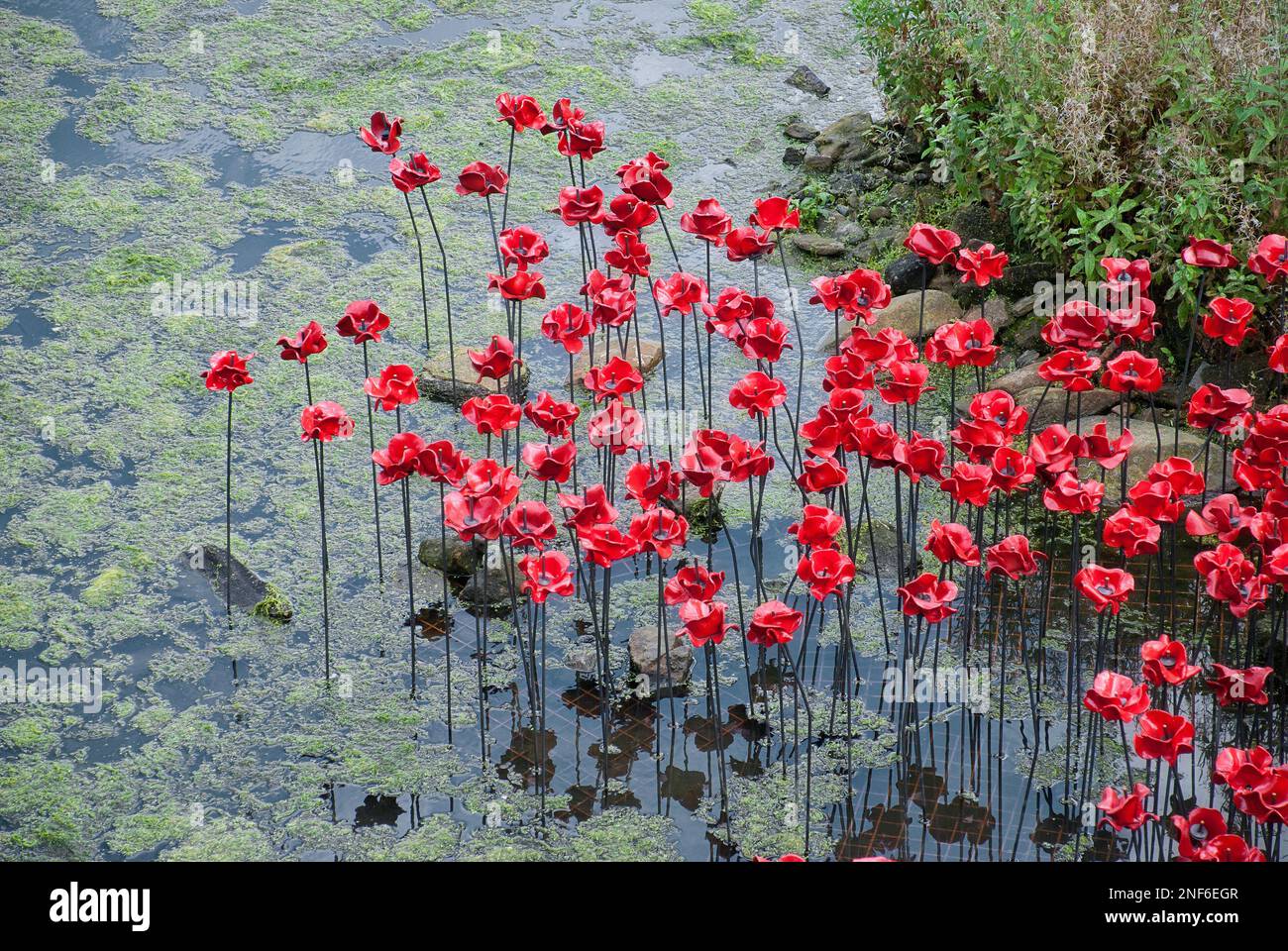 Immagine di Red Ceramic Poppies Yorkshire Sculpture Foto Stock
